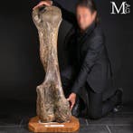 Le mammouth laineux – un géant de l’Âge de glace - Humérus, Collections