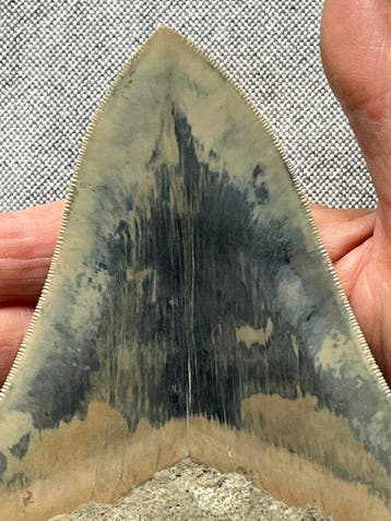 Grote Megalodon-tand 15,5 cm (6,1 inch) - Fossiele tand -