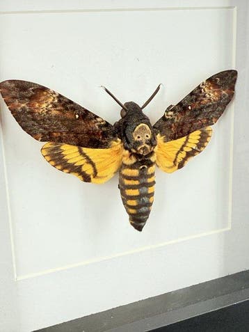 papillon sphinx tête-de-mort Support de corps entier pour, Nieuw