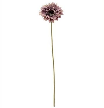 Gerbera Dry Colour Mauve Zijden 53 cm per stuk