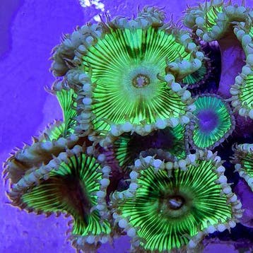 Palythoa Grandis (3 poliepen), Dieren en Toebehoren