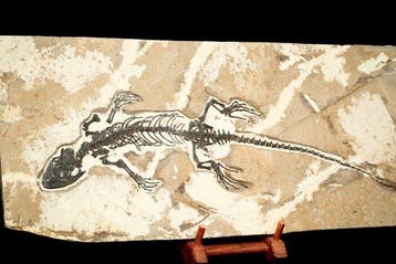 Fossiele plaatmatrix - Dalinghosaurus - 51 cm - 22.6 cm