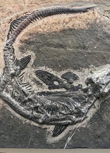 Museumkwaliteit verzamelobject - Gefossiliseerd dier -