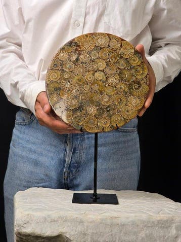 Ammoniet - Gefossiliseerd dier - Aioloceras (Cleoniceras)