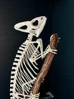 Kameleon Skelet - Chamaeleo calyptratus - replica - 43 cm -, Collections