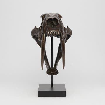 Tigre à dents de sabre Crâne - (Smilodon) - 38 cm - 18 cm -
