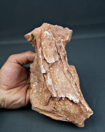 Dinosaurus - Fossiel bot - 19 cm