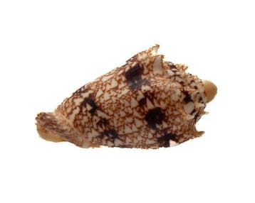Cymbiola chrysostoma 53mm GEM - Peleng-eiland, Sulawesi,