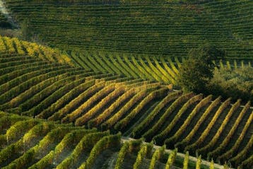 Franco Turcati - Langhe Autunno (340)