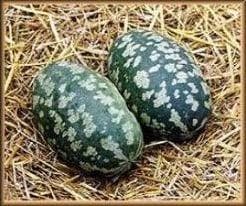 Torino Citrullus Lanatus Pompoen zaden, Nieuw