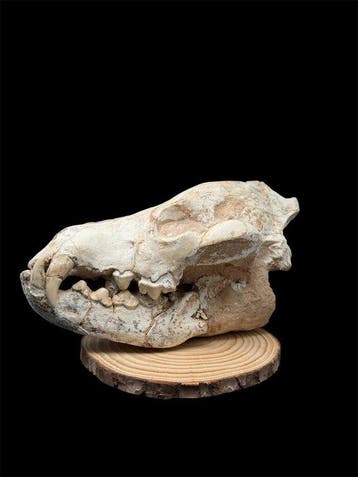 Chat à dents de sabre - Crâne fossile - Hiena, Verzamelen