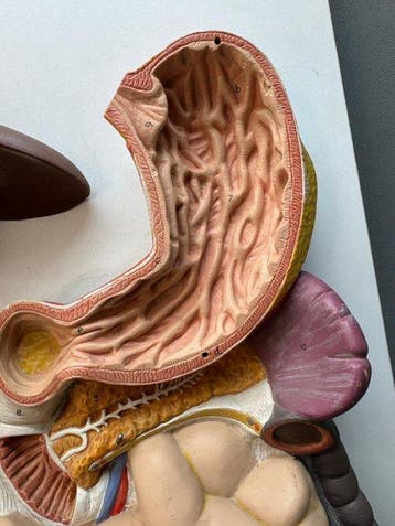 Medische apparatuur - Anatomisch model van het