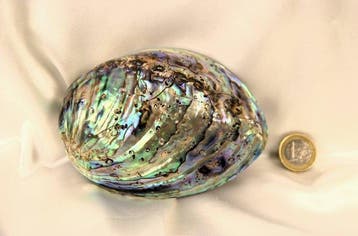Zeeslak Zeeschelp - Haliotis Gigantea (Giant Abalone) -, Nieuw