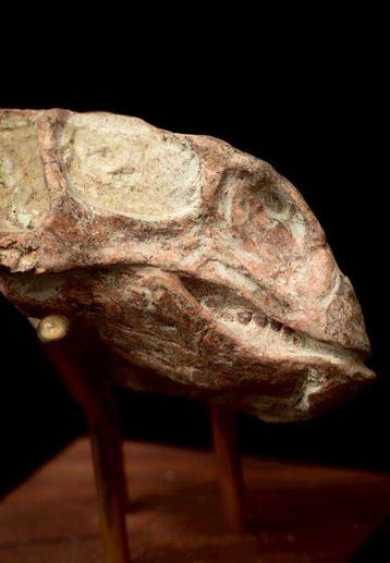 Dinosaurus - Fossiele schedel - Psittacosaurus sp. - 7 cm -, Verzamelen