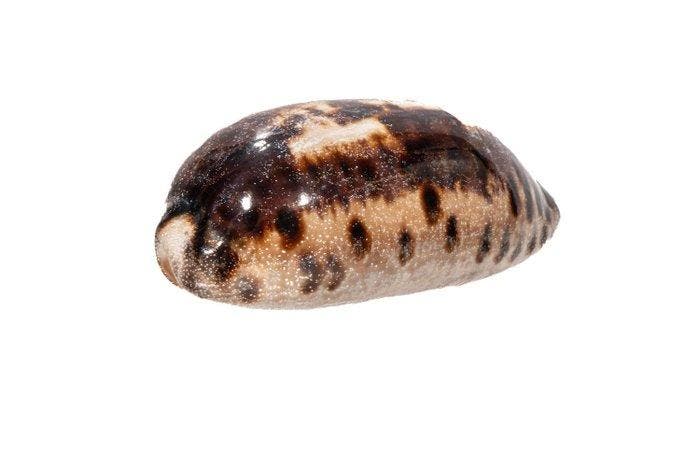 Grote schildpadkauri (Cypraea testudinaria) – Makelloses, Verzamelen, Dierenverzamelingen