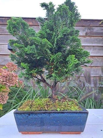 XL Chamaecyparis pot de bonsaï - Hauteur (arbre) : 40 cm -
