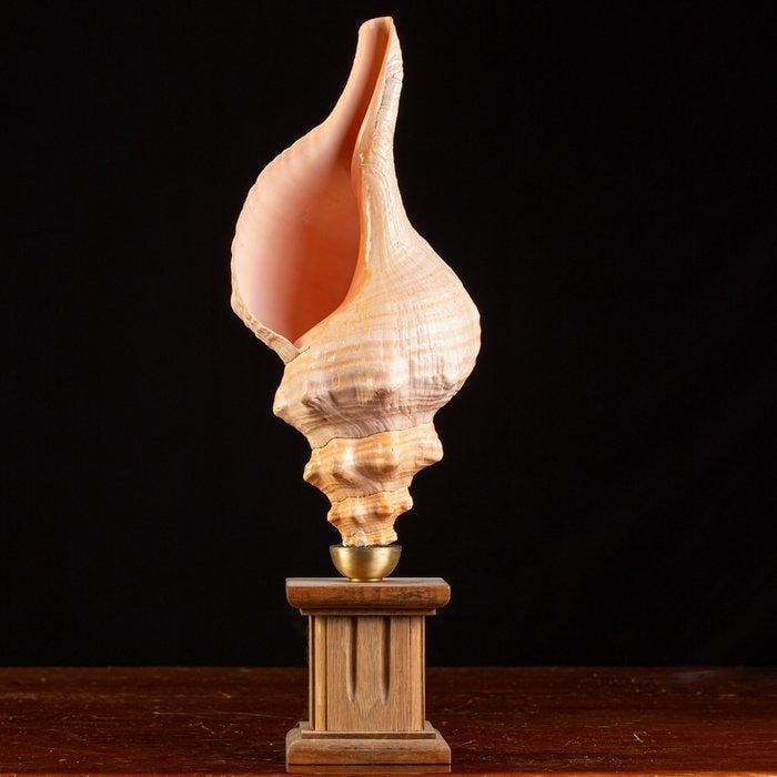 Zeldzame Triplofusus giganteus - Zeeschelp - Triplofusus, Collections, Minéraux & Fossiles