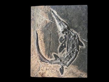 Zonder reserve - Gefossiliseerd dier - Mixosaurus - 49 cm -