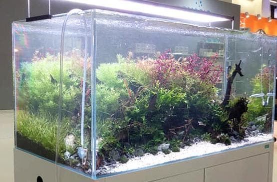 ILA Optic White aquascape aquarium rechthoekig - Aquascaping, Dieren en Toebehoren, Vissen | Aquaria en Toebehoren, Nieuw, Verzenden
