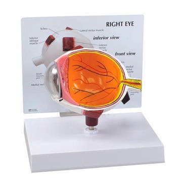 Anatomisch model half oog ST-ATM 65, Verzenden