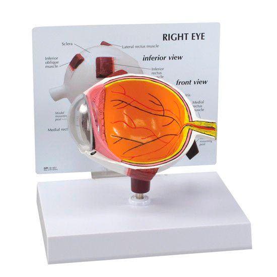 Anatomisch model half oog ST-ATM 65, Divers, Matériel Infirmier, Envoi