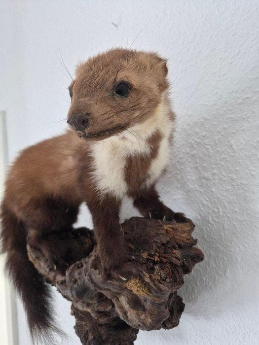 Jachttrofee, Antiek en Kunst, Curiosa en Brocante