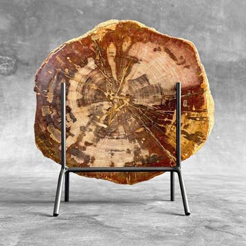 C - Magnifique tranche de bois pétrifié rouge sur un socle