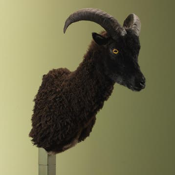 Schaap Taxidermie Opgezette Dieren By Max, Verzamelen, Ophalen of Verzenden, Nieuw, Wild dier, Opgezet dier