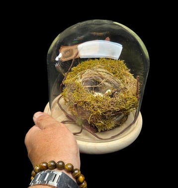 Rare- Exact Replica of the original nest and eggs of a Great, Nieuw