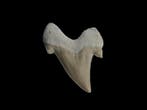 Requin - Dent fossile - Otodus Obliquus - 5.5 cm - 4.5 cm