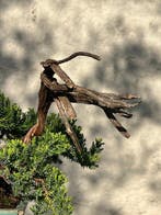 Jeneverbes bonsai (Juniperus) - Hoogte (boom): 30 cm -