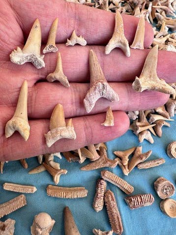 600 pièces de dents de requin, y compris des vertèbres,