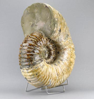 Ammoniet - Gefossiliseerd dier - Douvilleiceras mammillatum
