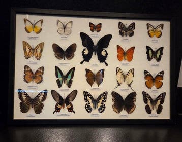 Vlinder Taxidermie volledige montage - Lepidoptera - 33 cm -, Verzamelen, Nieuw