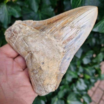 Peruvian Megalodon Shark - Fossiele tand - megaselachus, Verzamelen