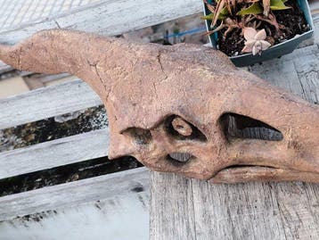 Dinosaure Monture pour réplique taxidermique - Pterosaur -