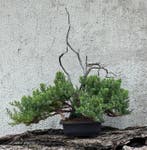 Jeneverbes bonsai (Juniperus) - Hoogte (boom): 44 cm -