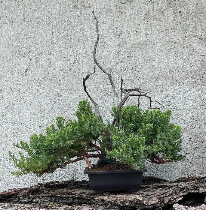 Jeneverbes bonsai (Juniperus) - Hoogte (boom): 44 cm -, Antiquités & Art, Curiosités & Brocante