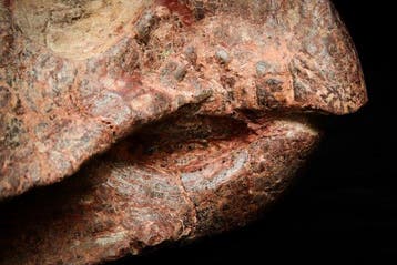 Dinosaurus - Fossiele schedel - Psittacosaurus sp. (BIG) -