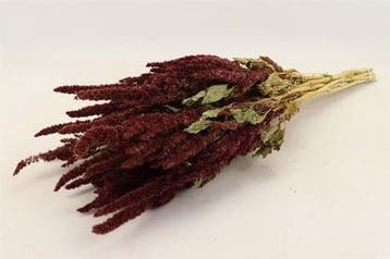 Amaranthus natural Groen Kattenstaart, Nieuw