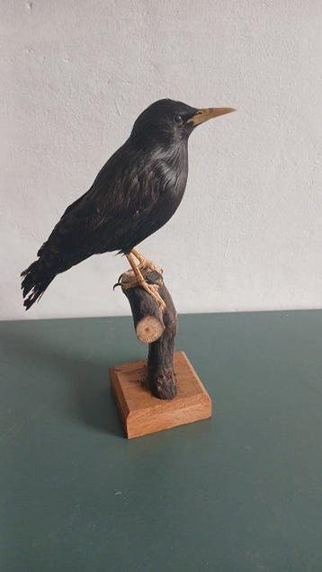 Étourneau noir Support de corps entier pour taxidermie -