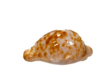 TOP uitstekend exemplaar met gegevensblad Taxidermie, Nieuw