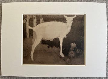 Jan Mankes (1889-1920) - Jonge Witte Geit, Antiek en Kunst