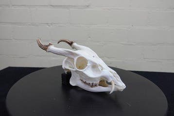 Reeves Muntjac fullSkull Schedel - Muntiacus reevesi - 12, Verzamelen, Nieuw