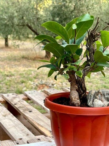 bonsai ficus ginseng - Hoogte (boom): 18 cm - Diepte (boom):