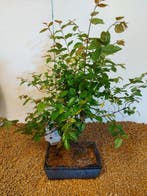 Sageretia bonsai (Sageretia theezans) - Hoogte (boom): 32 cm