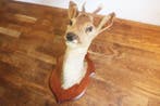 Ree Taxidermie wandmontage - Capreolus capreolus - 37 cm -