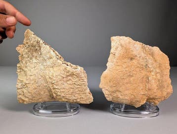 Fragments de carapace de tortue géante fossile (2 pièces) -, Collections