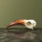 Roodsnaveltok M Schedel Taxidermie Opgezette Dieren By Max, Verzamelen, Ophalen of Verzenden, Nieuw, Vogel, Opgezet dier