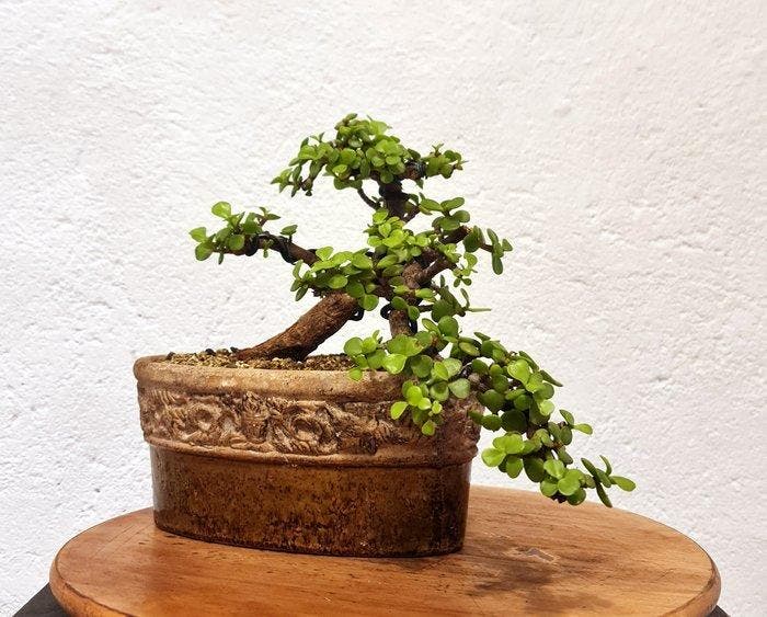 Jade bonsai (Crassula/Portulacaria) - Hauteur (arbre) : 25, Antiek en Kunst, Curiosa en Brocante